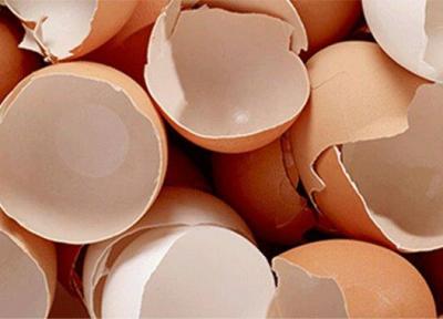 8 دلیلی که نباید پوست تخم مرغ را دور بیندازیم